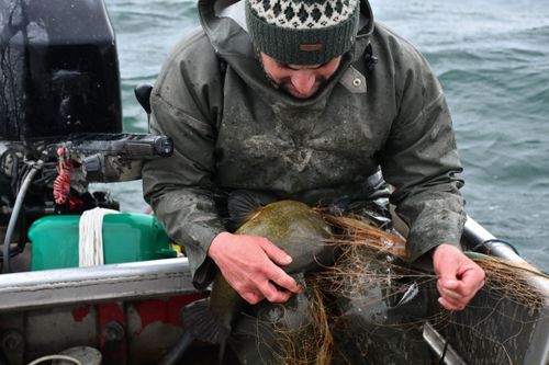 Le pêcheur autrichien Franz Blum extrait la  "Schleie", espèce de poisson locale, de son filet. Ce jour-là, elle restera le seul poisson qu’il aura trouvé dans ses filets.