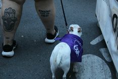 A dog wearing a neckerchief from the CGT, one of France's main workers' unions.