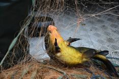 A "Schleie", a local fish species, tangled in the net.