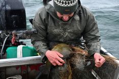 Blum releases the "Schleie" from his net. On that day, it will remain the only fish he will catch.