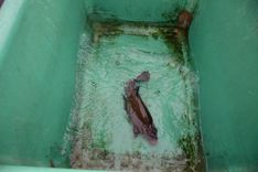 The "Schleie" in a plastic box on Blum's boat.