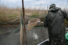 Blum releases the singular fish he caught in an enclosed space in the bay. "Transporting one fish back home is not worth it," he says.