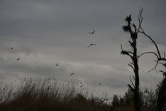 Cormorants, an invasive bird species, near the shores of the Lake of Constance. The birds have contributed to the dwindling stocks of major fish species and destroy vegetation on the shore.